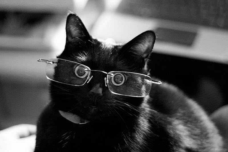 http://www.damiana.ro/wp-content/gallery/pisici-cu-ochelari/pisicute-cu-ochelari-haioase-09.jpg