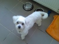 billy_talent_dog-1