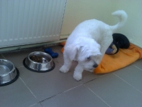 billy_talent_dog-10