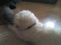 billy_talent_dog-12