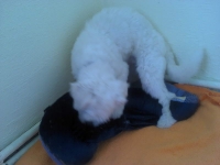 billy_talent_dog-2