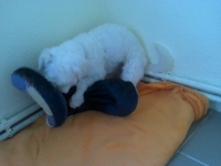billy_talent_dog-3