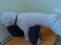 billy_talent_dog-4