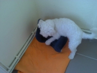 billy_talent_dog-5