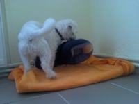 billy_talent_dog-6