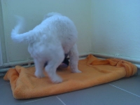 billy_talent_dog-7