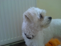 billy_talent_dog-8