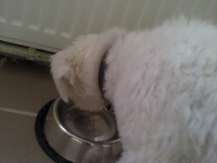 billy_talent_dog-9