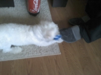 billy_talent_dog