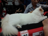expozitia-felina-sofisticat-2011-romexpo-poze-01
