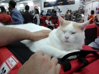 expozitia-felina-sofisticat-2011-romexpo-poze-02