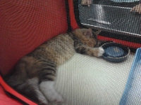 expozitia-felina-sofisticat-2011-romexpo-poze-03