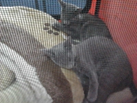 expozitia-felina-sofisticat-2011-romexpo-poze-04