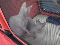 expozitia-felina-sofisticat-2011-romexpo-poze-05