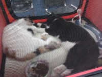 expozitia-felina-sofisticat-2011-romexpo-poze-06