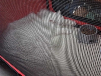 expozitia-felina-sofisticat-2011-romexpo-poze-07