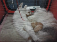 expozitia-felina-sofisticat-2011-romexpo-poze-08