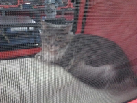 expozitia-felina-sofisticat-2011-romexpo-poze-09