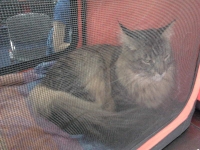 expozitia-felina-sofisticat-2011-romexpo-poze-10