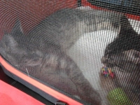 expozitia-felina-sofisticat-2011-romexpo-poze-11