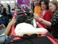 expozitia-felina-sofisticat-2011-romexpo-poze-12