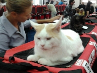expozitia-felina-sofisticat-2011-romexpo-poze-14
