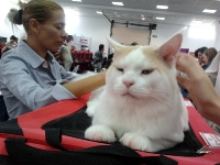 expozitia-felina-sofisticat-2011-romexpo-poze-15