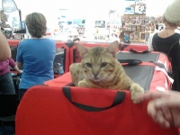 expozitia-felina-sofisticat-2011-romexpo-poze-19