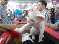 expozitia-felina-sofisticat-2011-romexpo-poze-20