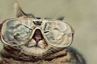 pisicute-cu-ochelari-haioase-01