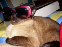 pisicute-cu-ochelari-haioase-05