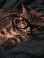 pisicute-cu-ochelari-haioase-08