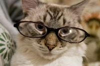 pisicute-cu-ochelari-haioase-22