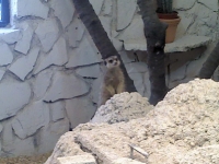 zoo-bucuresti-06
