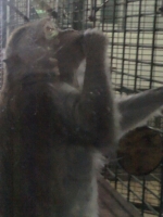 zoo-bucuresti-10