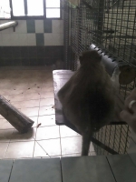 zoo-bucuresti-11