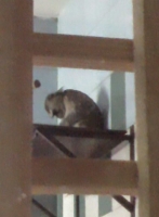 zoo-bucuresti-12