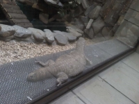 zoo-bucuresti-15