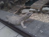 zoo-bucuresti-16