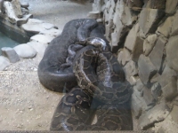 zoo-bucuresti-18