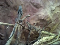 zoo-bucuresti-20