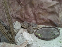 zoo-bucuresti-21