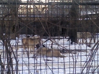zoo-bucuresti-27