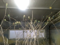 zoo-bucuresti-28