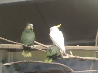 zoo-bucuresti-30