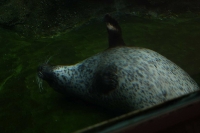 zoo-budapesta_09