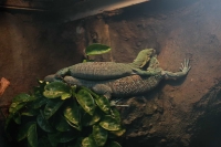 zoo-budapesta_19