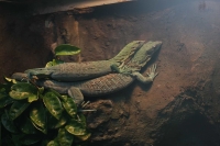 zoo-budapesta_20