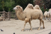 zoo-budapesta_21