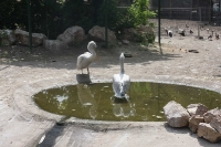 zoo-budapesta_30